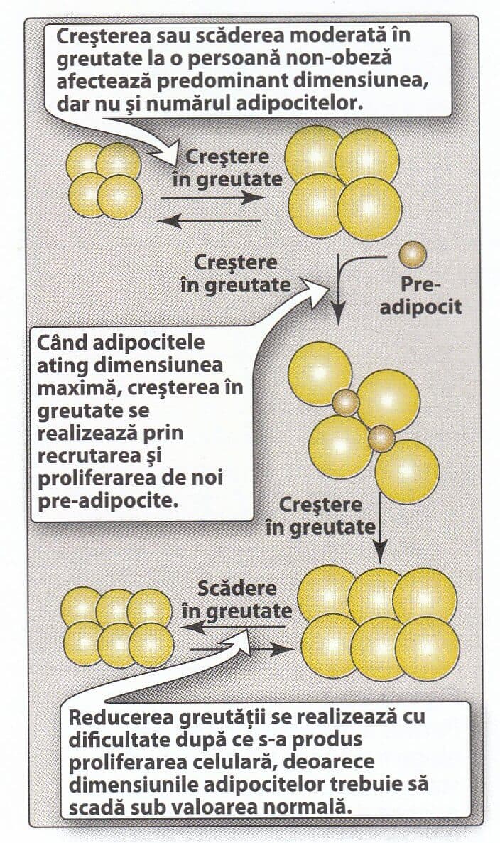 obesity-dukan-diet