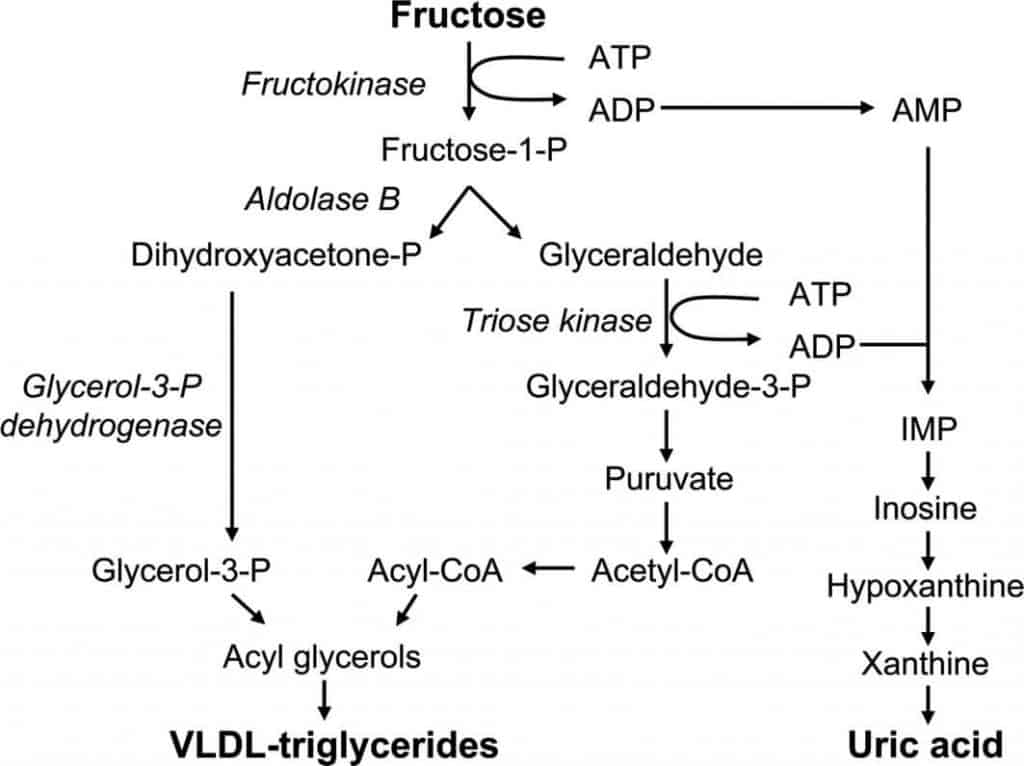 metabolizarea-fructozei-excesul-de-fructe