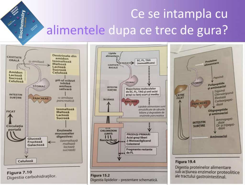 cartofi-cu-carne-digestie