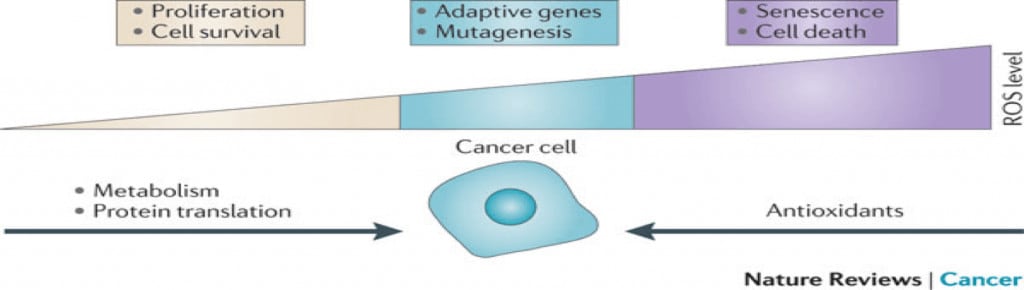 antioxidants-cancer-nature-review-metabolism